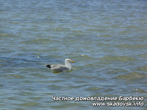 Частное домовладение Барбекю