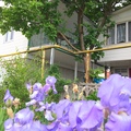 Бэлла