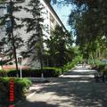 Ирбис